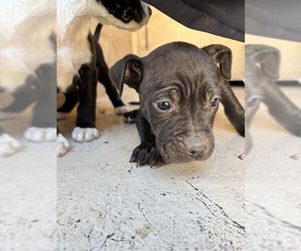 Medium Photo #1 Mutt Puppy For Sale in Oklahoma City, OK, USA