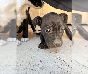 Mutt Dogs for adoption in Oklahoma City, OK, USA