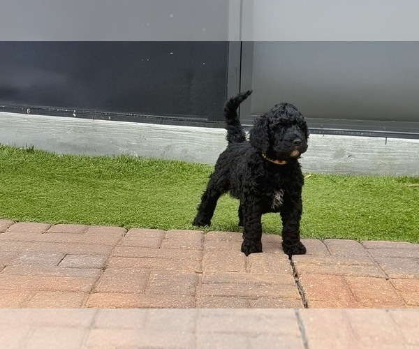 Medium Photo #16 Goldendoodle Puppy For Sale in GIBSONTON, FL, USA
