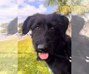 Mutt Dogs for adoption in San Diego, CA, USA