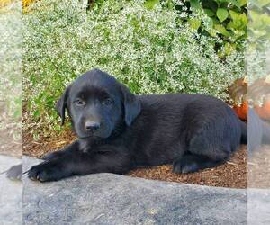Belgian Malinois-Labrador Retriever Mix Puppy for sale in NEW PROVIDENCE, PA, USA