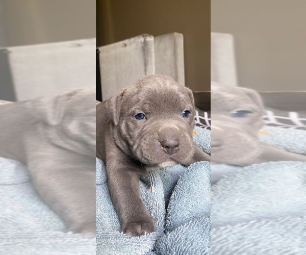 Medium Photo #2 American Pit Bull Terrier Puppy For Sale in BENTON, PA, USA