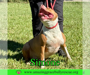 Simone - Female American Staffordshire Terrier-Unknown Mix Dog for Adoption - Photo #7