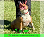 Small #6 American Staffordshire Terrier Mix