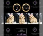 Small #1 Goldendoodle (Miniature)