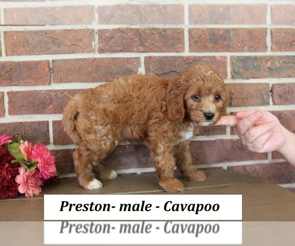 Medium Photo #3 Cavapoo (Miniature) Puppy For Sale in CLARKRANGE, TN, USA