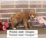 Small #2 Cavapoo (Miniature)