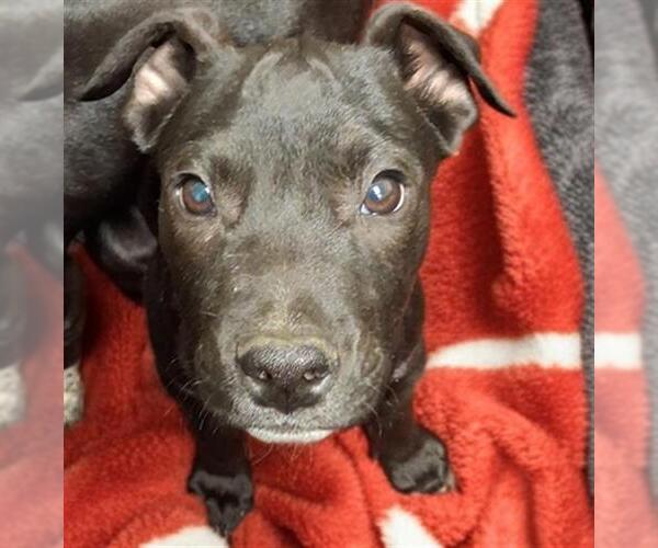 Medium Photo #1 Mutt Puppy For Sale in Bakersfield, CA, USA