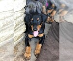 Small Photo #7 Doberman Pinscher Puppy For Sale in AUSTIN, TX, USA