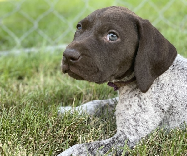 Medium Photo #1 German Shorthaired Pointer Puppy For Sale in DALLAS, OR, USA
