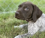Small Photo #1 German Shorthaired Pointer Puppy For Sale in DALLAS, OR, USA