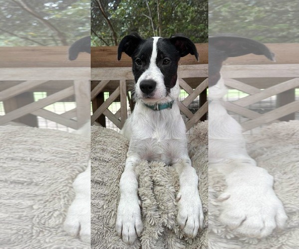 Medium Photo #6 Lab-Pointer Puppy For Sale in Princeton, MN, USA