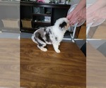 Small Photo #3 Australian Shepherd Puppy For Sale in SOMONAUK, IL, USA