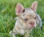 Small #1 French Bulldog