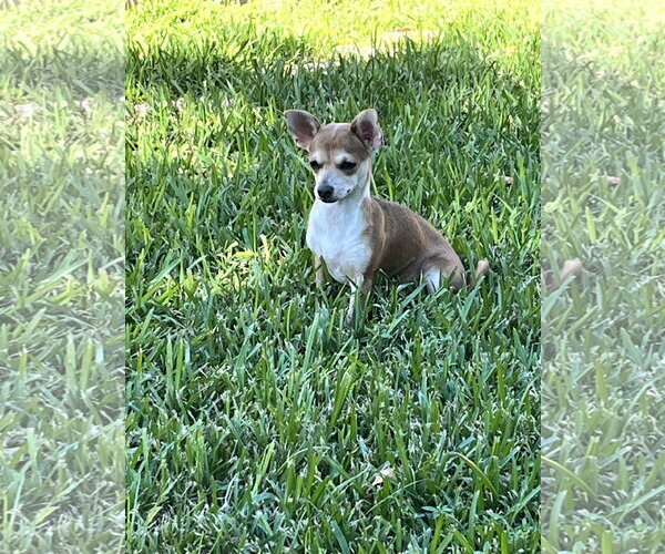 Medium Photo #1 Chiweenie Puppy For Sale in The Woodlands, TX, USA