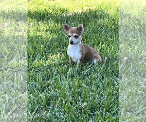 Chiweenie Dogs for adoption in The Woodlands, TX, USA