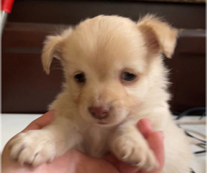 Papillon Dogs for adoption in MONTEREY PARK, CA, USA