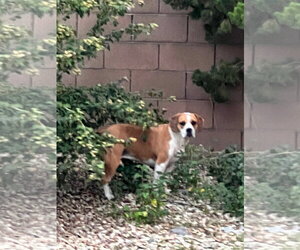 MAYBEL - Female Beagle-Unknown Mix Dog for Adoption - Photo #4