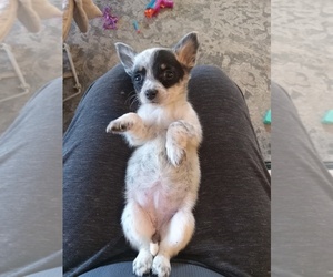 Australian Cattle Dog-Chihuahua Mix Puppy for sale in CAMDENTON, MO, USA