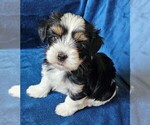 Small #25 Morkie