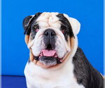BUZZ - Male Bulldog Dog for Adoption - Small photo