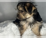 Small #6 Morkie