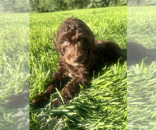 Medium Photo #4 Double Doodle Puppy For Sale in ROARING RIVER, NC, USA