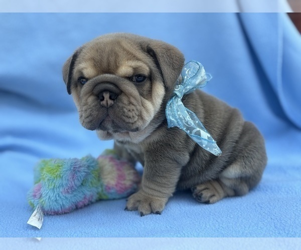 Medium Photo #4 English Bulldog Puppy For Sale in DENVER, PA, USA