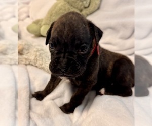 Boxer Puppy for sale in LANSING, MI, USA