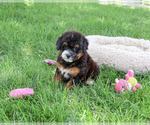 Small #1 Bernedoodle (Miniature)-Saint Berdoodle Mix