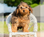 Small #1 Yorkipoo