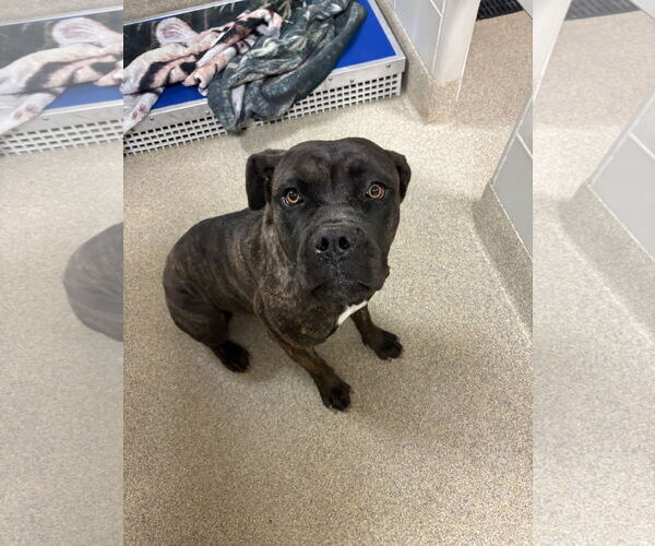 Medium Photo #1 Mastiff-Unknown Mix Puppy For Sale in Virginia Beach, VA, USA