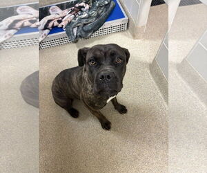 Mastiff-Unknown Mix Dogs for adoption in Virginia Beach, VA, USA
