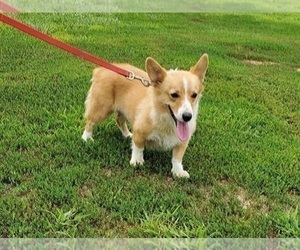 Mother of the Pembroke Welsh Corgi puppies born on 05/09/2023