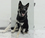 Small German Shepherd Dog