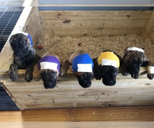 Medium Photo #18 Cane Corso Puppy For Sale in BEECH GROVE, IN, USA