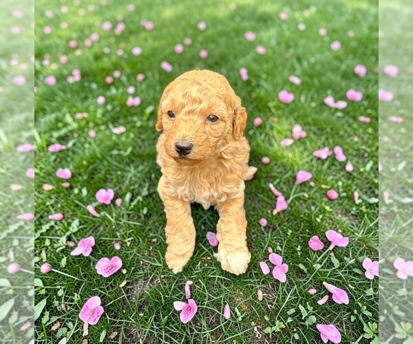 Medium Photo #3 Goldendoodle mix (+ Poodle Toy) Puppy For Sale in RUSSELLVILLE, KY, USA