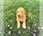 Puppy Chloe Goldendoodle mix (+ Poodle Toy)