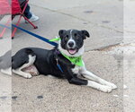 Small Photo #3 Collie-Unknown Mix Puppy For Sale in Brooklyn Center, MN, USA