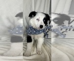 Small Photo #1 Australian Shepherd Puppy For Sale in GREENFIELD, IN, USA