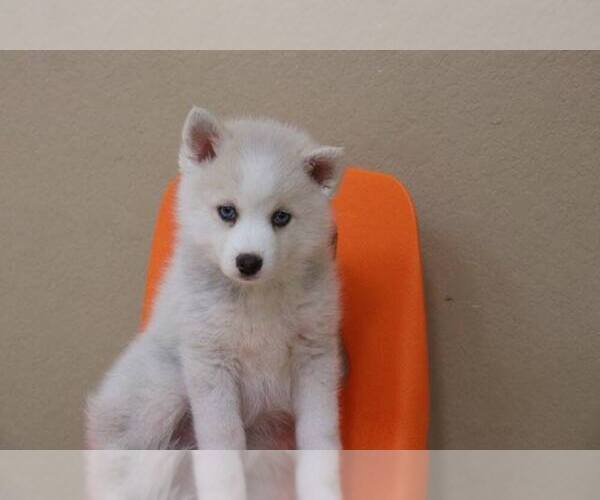 Medium Photo #1 Pomsky-Unknown Mix Puppy For Sale in KENDALL, FL, USA