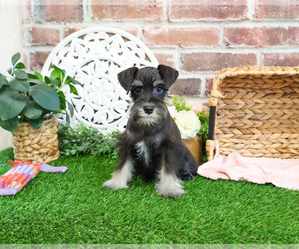 Medium Photo #12 Schnauzer (Miniature) Puppy For Sale in SYRACUSE, IN, USA