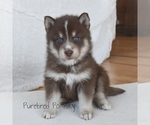 Image preview for Ad Listing. Nickname: Coco Pomsky