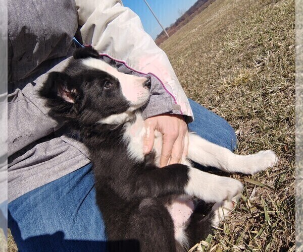Medium Photo #31 Border Collie Puppy For Sale in NORBORNE, MO, USA