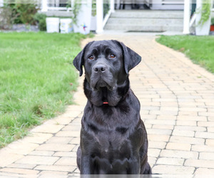 Mother of the Labrador Retriever puppies born on 08/26/2026