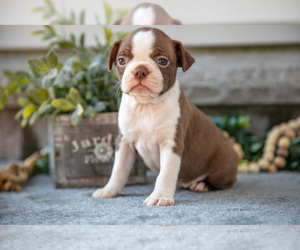 Medium Boston Terrier