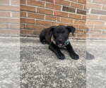 Small Photo #4 Mutt Puppy For Sale in Candler, NC, USA