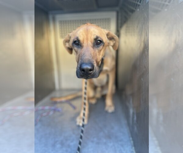 Medium Photo #3 Mutt Puppy For Sale in El Centro, CA, USA