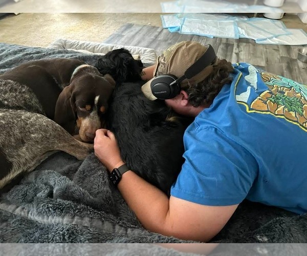 Medium Photo #6 Coonhound Puppy For Sale in Holly Springs, NC, USA
