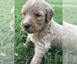 Small Photo #4 Goldendoodle Puppy For Sale in WOODLAND, AL, USA